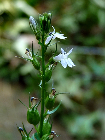 {Lobelia inflata}